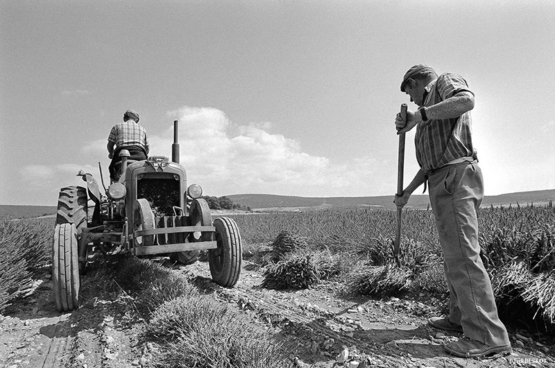 distiller les plantes locales emblématiques