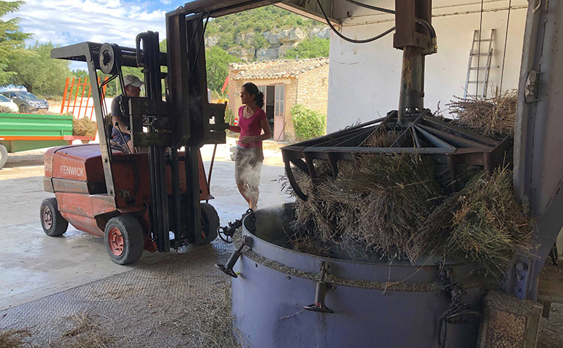 distiller les plantes locales emblématiques